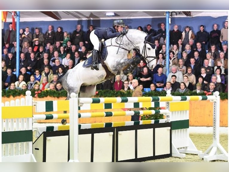 Koń oldenburski Wałach 2 lat 160 cm Gniada in Sadek