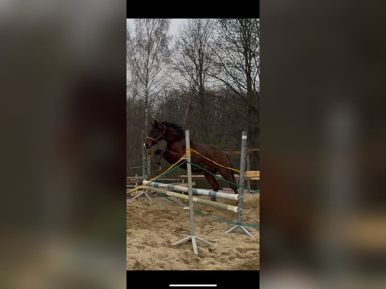 Koń oldenburski Wałach 2 lat 160 cm Gniada in Sadek
