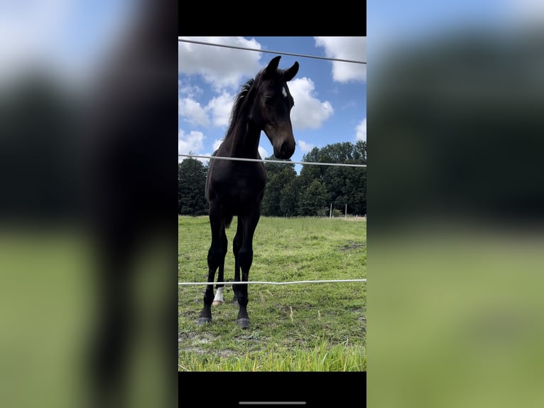 Koń oldenburski Wałach 2 lat 167 cm Ciemnogniada in Breklum