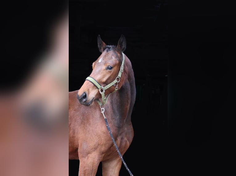 Koń oldenburski Wałach 2 lat 169 cm Ciemnogniada in Drentwede