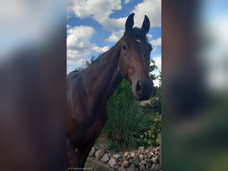 Koń oldenburski Wałach 2 lat 170 cm Ciemnogniada in Mellinghausen