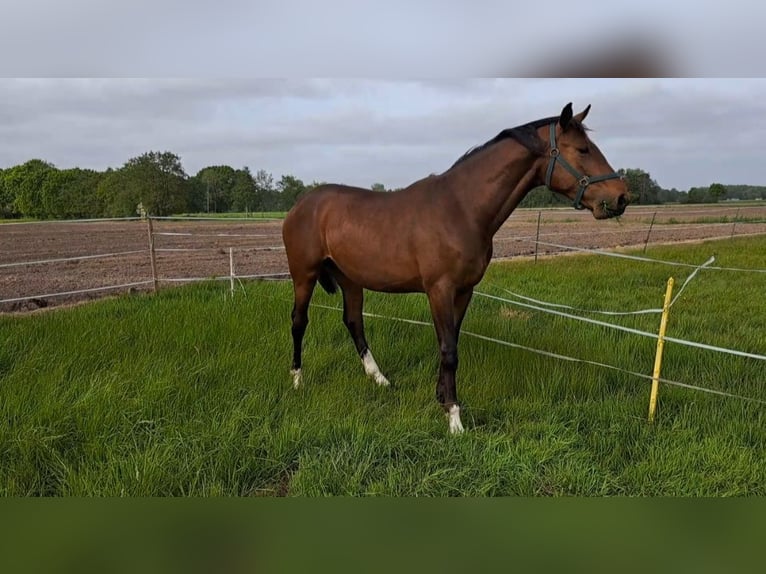 Koń oldenburski Wałach 2 lat 170 cm Gniada in Südbrookmerland