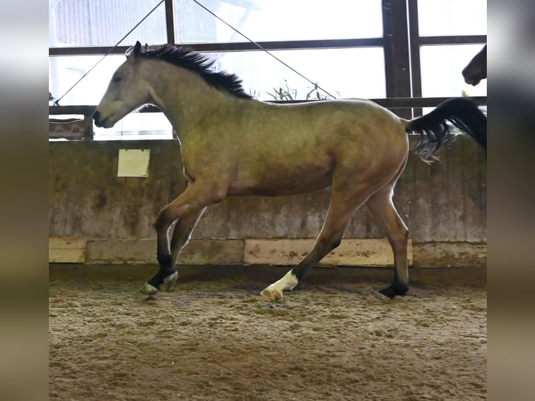 Koń oldenburski Wałach 2 lat 170 cm Jelenia in Bad Füssing