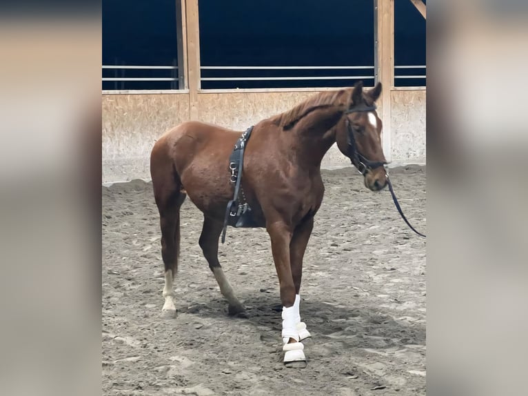 Koń oldenburski Wałach 2 lat 170 cm Kasztanowata in Neupotz