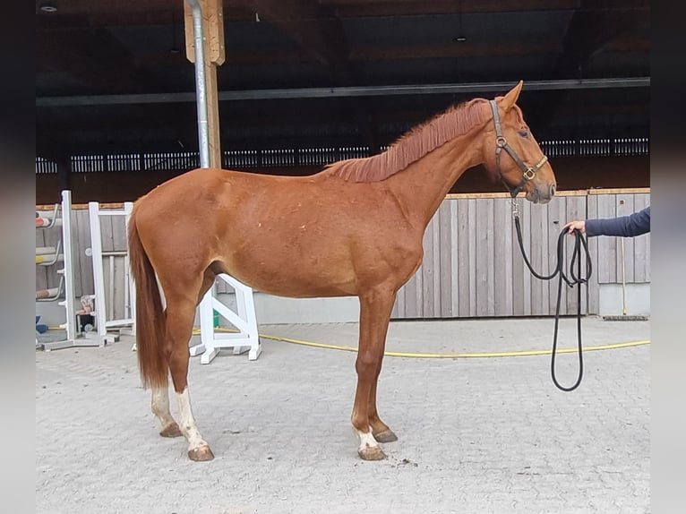 Koń oldenburski Wałach 2 lat 170 cm Kasztanowata in Neupotz