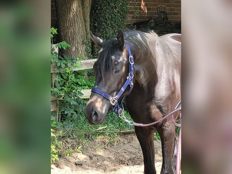 Koń oldenburski Wałach 2 lat 170 cm Skarogniada in Wildeshausen
