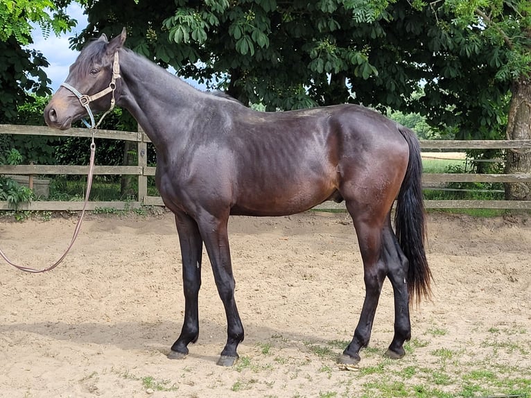 Koń oldenburski Wałach 2 lat 170 cm Skarogniada in Wildeshausen