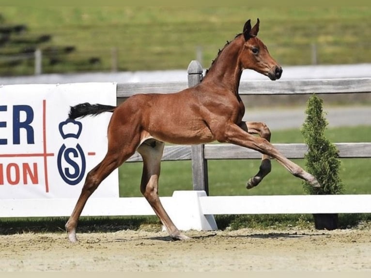 Koń oldenburski Wałach 2 lat 172 cm Ciemnogniada in Gro&#xDF;efehn Bagband