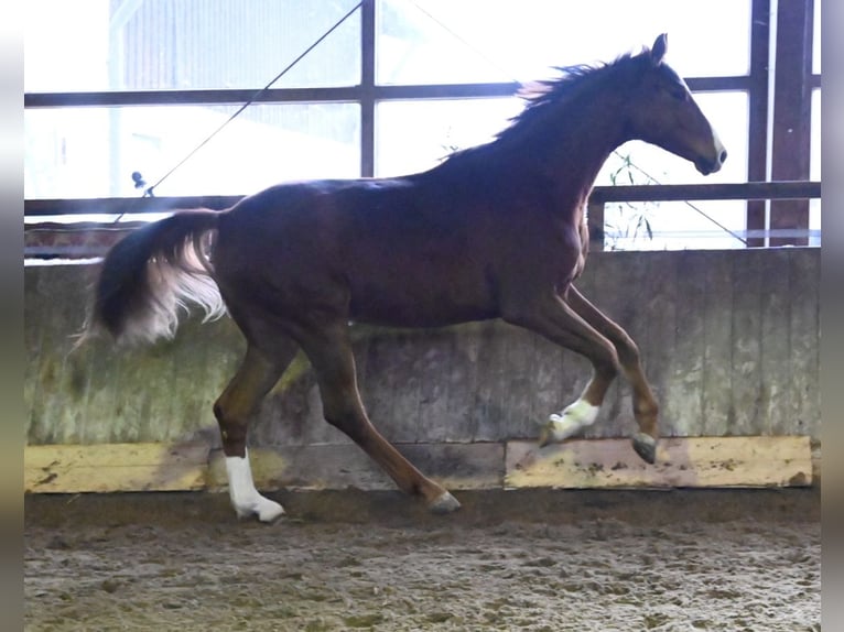 Koń oldenburski Wałach 2 lat 175 cm Kasztanowata in Bad Füssing