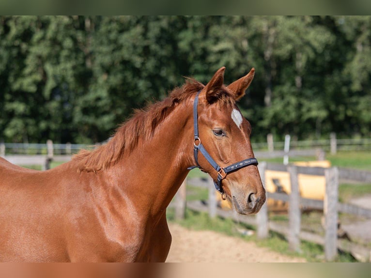 Koń oldenburski Wałach 2 lat 175 cm Kasztanowata in Schwerin