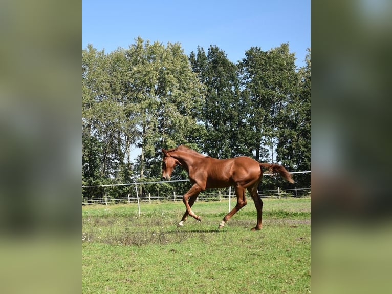 Koń oldenburski Wałach 2 lat 175 cm Kasztanowata in Schwerin