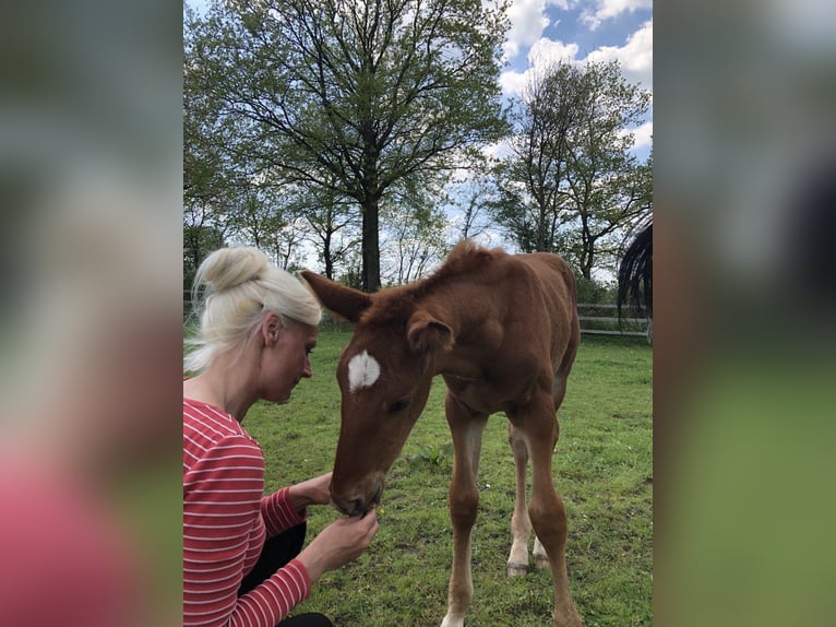 Koń oldenburski Wałach 2 lat 175 cm Kasztanowata in Schwerin