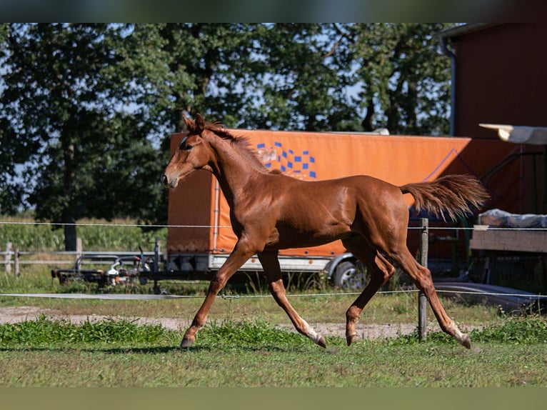 Koń oldenburski Wałach 2 lat 175 cm Kasztanowata in Schwerin