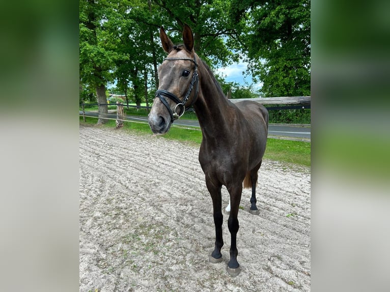 Koń oldenburski Wałach 3 lat 160 cm Kasztanowatodereszowata in Saterland