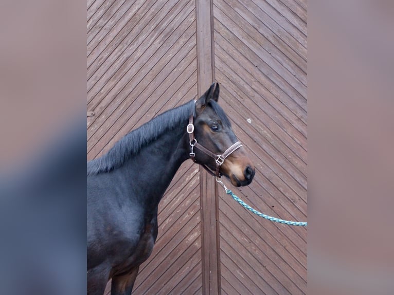 Koń oldenburski Wałach 3 lat 164 cm Ciemnogniada in Garrel