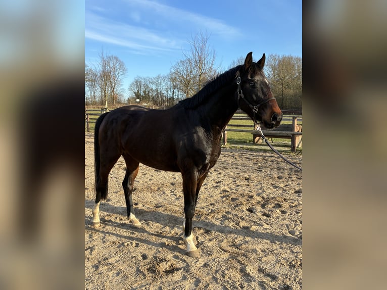 Koń oldenburski Wałach 3 lat 165 cm Ciemnogniada in Blunk