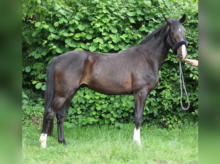 Koń oldenburski Wałach 3 lat 165 cm Kara in Wachtendonk