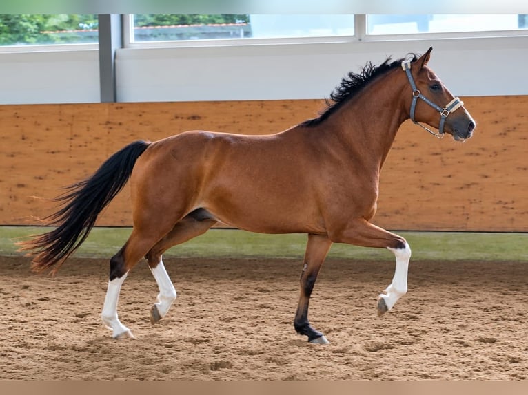 Koń oldenburski Wałach 3 lat 166 cm Gniada in Niederlangen