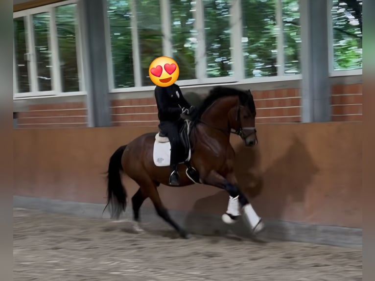 Koń oldenburski Wałach 3 lat 166 cm Gniada in Bramsche