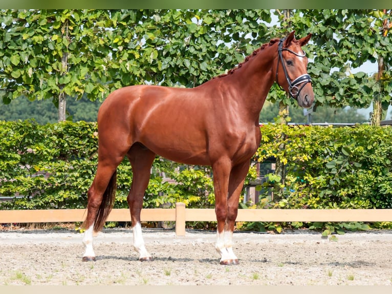 Koń oldenburski Wałach 3 lat 166 cm Kasztanowata in Goch