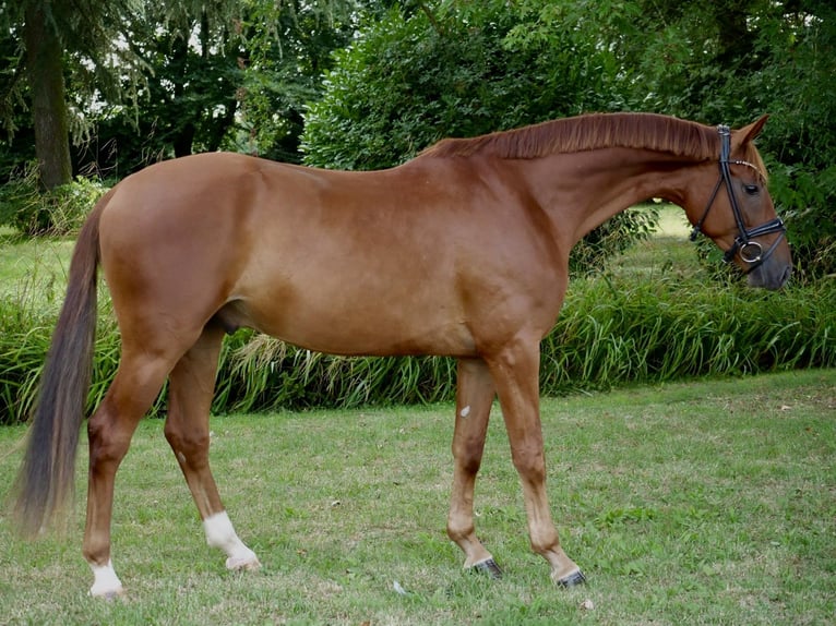 Koń oldenburski Wałach 3 lat 166 cm Kasztanowata in Duisburg