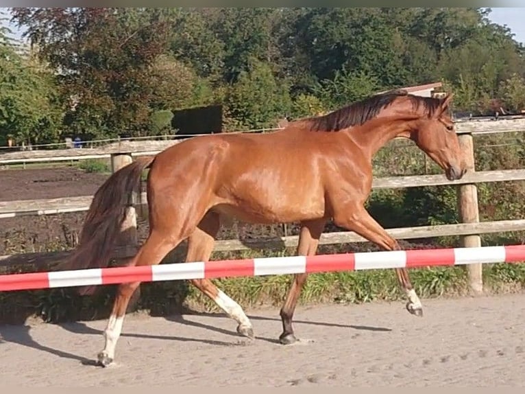 Koń oldenburski Wałach 3 lat 167 cm Gniada in Damme