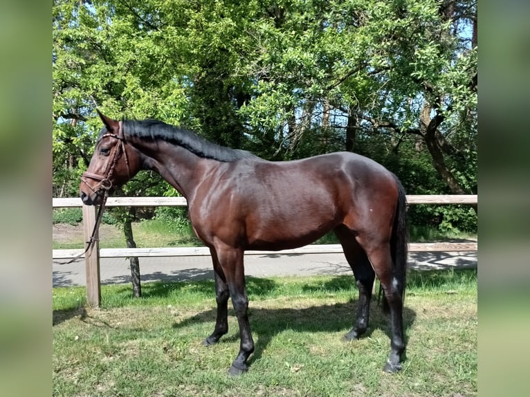 Koń oldenburski Wałach 3 lat 168 cm Gniada in Barenburg