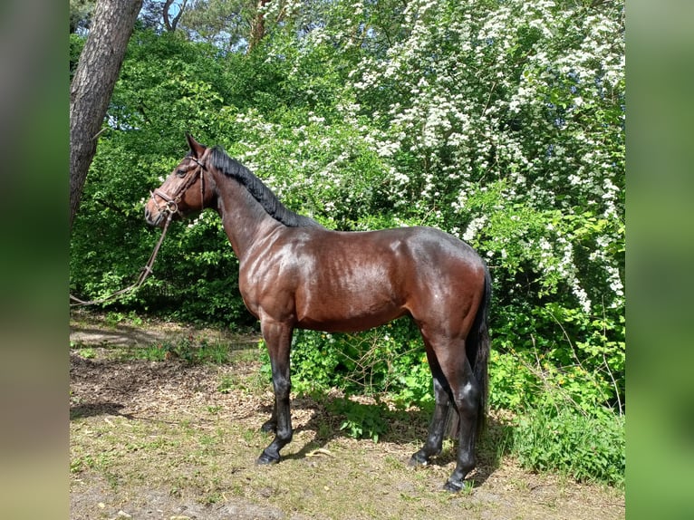 Koń oldenburski Wałach 3 lat 168 cm Gniada in Barenburg