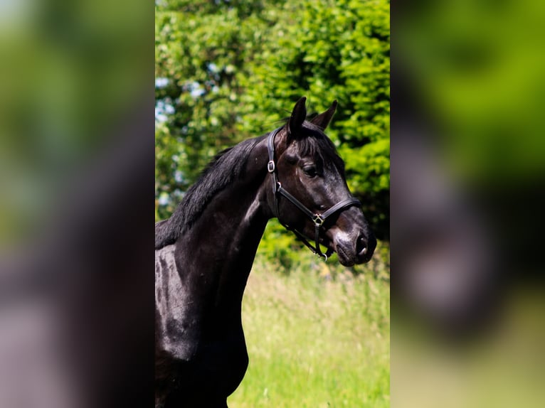 Koń oldenburski Wałach 3 lat 168 cm Kara in Weiterstadt