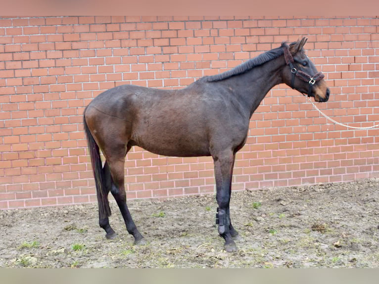 Koń oldenburski Wałach 3 lat 169 cm Ciemnogniada in Höltinghausen