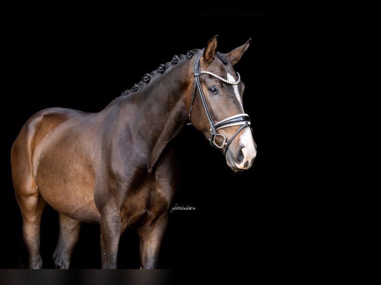 Koń oldenburski Wałach 3 lat 169 cm Ciemnogniada in Lehrberg
