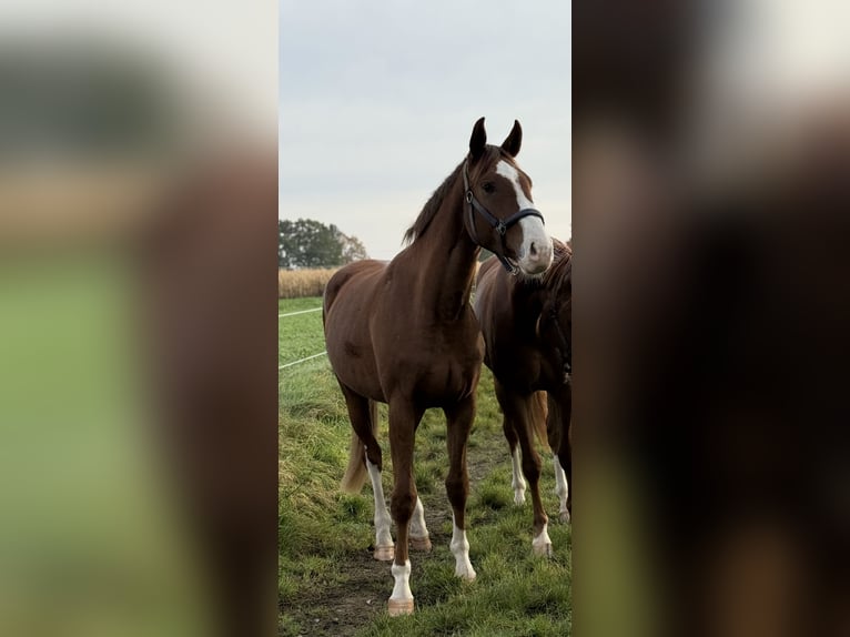 Koń oldenburski Wałach 3 lat 169 cm Ciemnokasztanowata in München