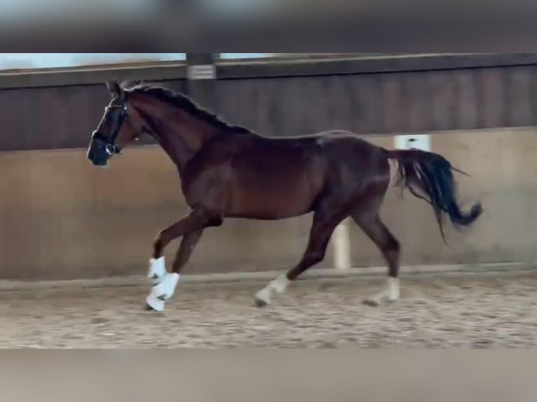 Koń oldenburski Wałach 3 lat 169 cm Ciemnokasztanowata in Prutting
