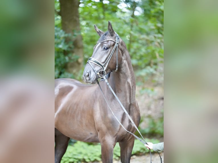 Koń oldenburski Wałach 3 lat 169 cm Kara in Lohne (Oldenburg)