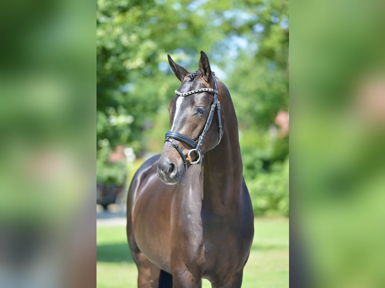 Koń oldenburski Wałach 3 lat 169 cm Skarogniada in Großefehn Ostgroßefehn