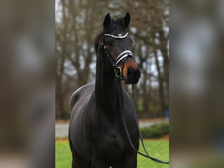 Koń oldenburski Wałach 3 lat 169 cm Skarogniada in Rehburg-Loccum Münchehagen