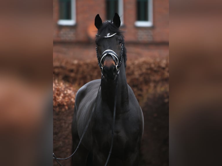 Koń oldenburski Wałach 3 lat 169 cm Skarogniada in Rehburg-Loccum Münchehagen