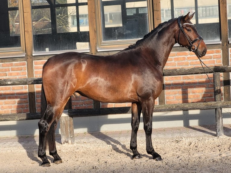 Koń oldenburski Wałach 3 lat 170 cm Ciemnogniada in Heidesheim am Rhein