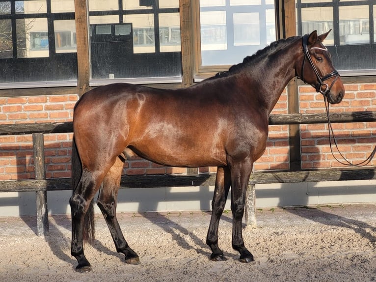 Koń oldenburski Wałach 3 lat 170 cm Ciemnogniada in Heidesheim am Rhein