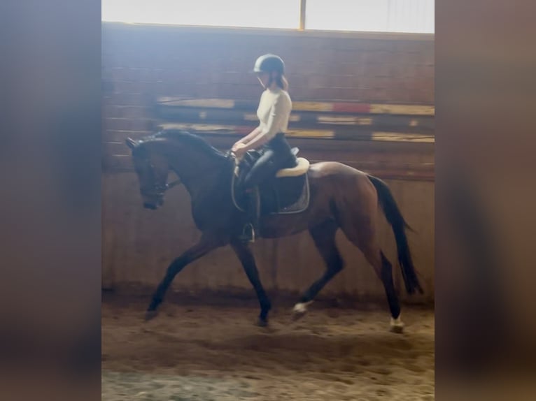 Koń oldenburski Wałach 3 lat 170 cm Gniada in Meppen