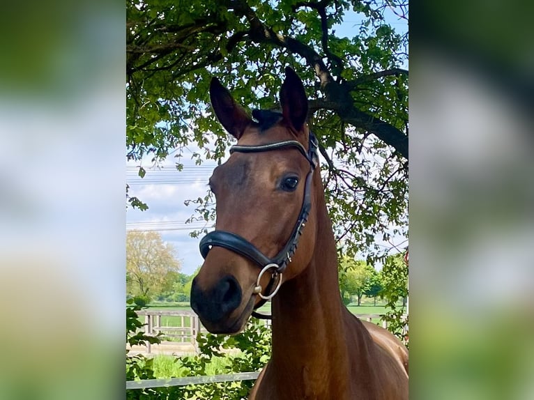 Koń oldenburski Wałach 3 lat 170 cm Gniada in Meppen
