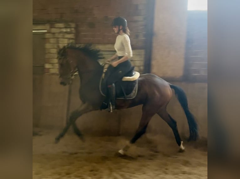 Koń oldenburski Wałach 3 lat 170 cm Gniada in Meppen