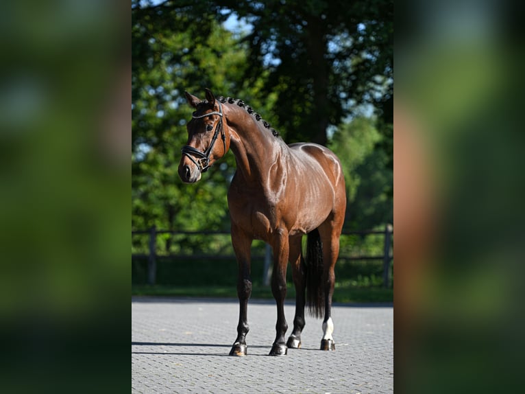 Koń oldenburski Wałach 3 lat 170 cm Gniada in Vorden