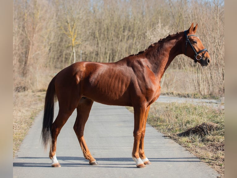 Koń oldenburski Wałach 3 lat 170 cm Kasztanowata in Gnadendorf