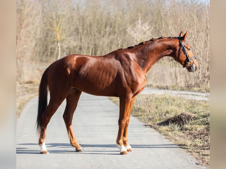 Koń oldenburski Wałach 3 lat 170 cm Kasztanowata in Gnadendorf