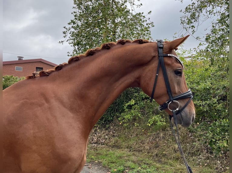 Koń oldenburski Wałach 3 lat 170 cm Kasztanowata in Neuenkirchen-Vörden