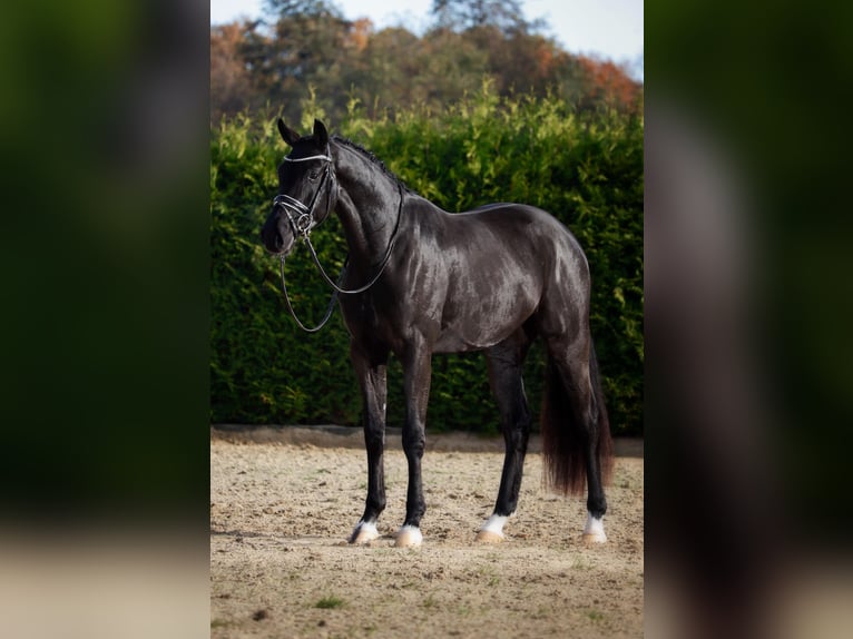 Koń oldenburski Wałach 3 lat 171 cm Kara in Lingen