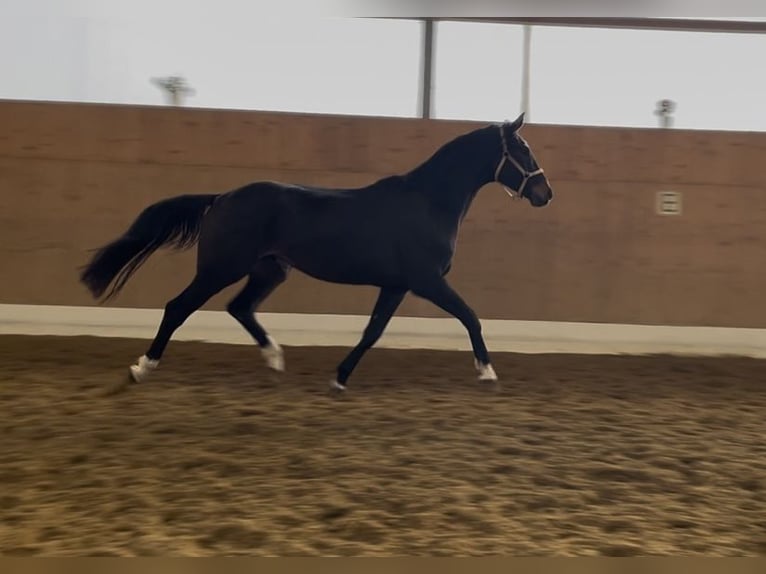 Koń oldenburski Wałach 3 lat 172 cm Ciemnogniada in Verl