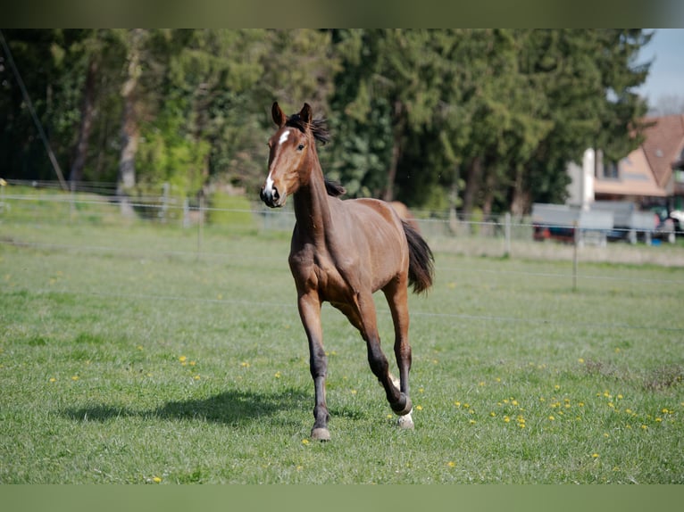 Koń oldenburski Wałach 3 lat 172 cm Gniada in Gurbrü
