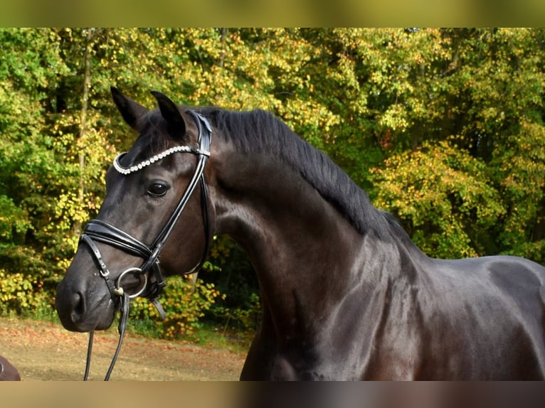 Koń oldenburski Wałach 3 lat 172 cm Kara in Neuss